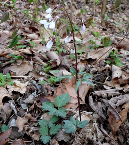 {Cardamine angustata}